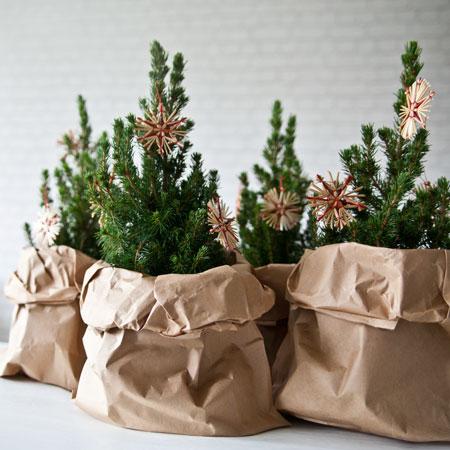 Weihnachtsbäume für kleine Räume