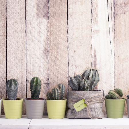 Die Must-have-Pflanzen für Ihr Zuhause