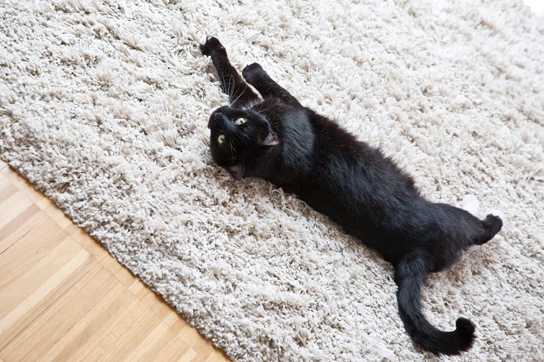 Joanna-Gwis-Cat