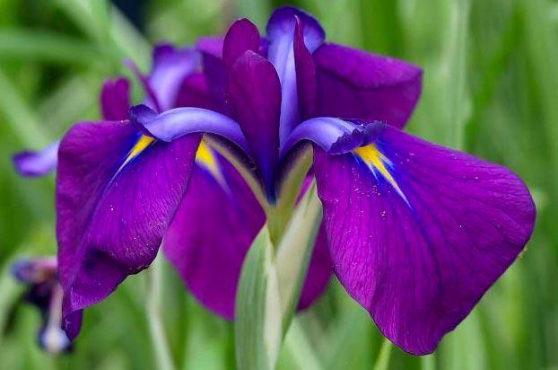 iris iris