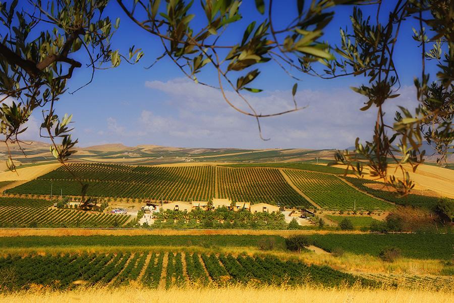 Vino: il Made in Italy è donna