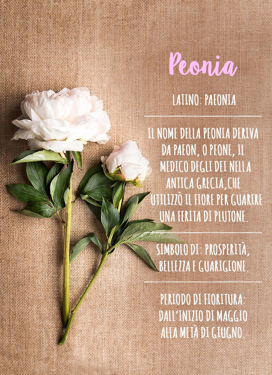 Peonie Bianche Peonie, Come curare le peonie, Fiori, Primavera, Giardino, Casa