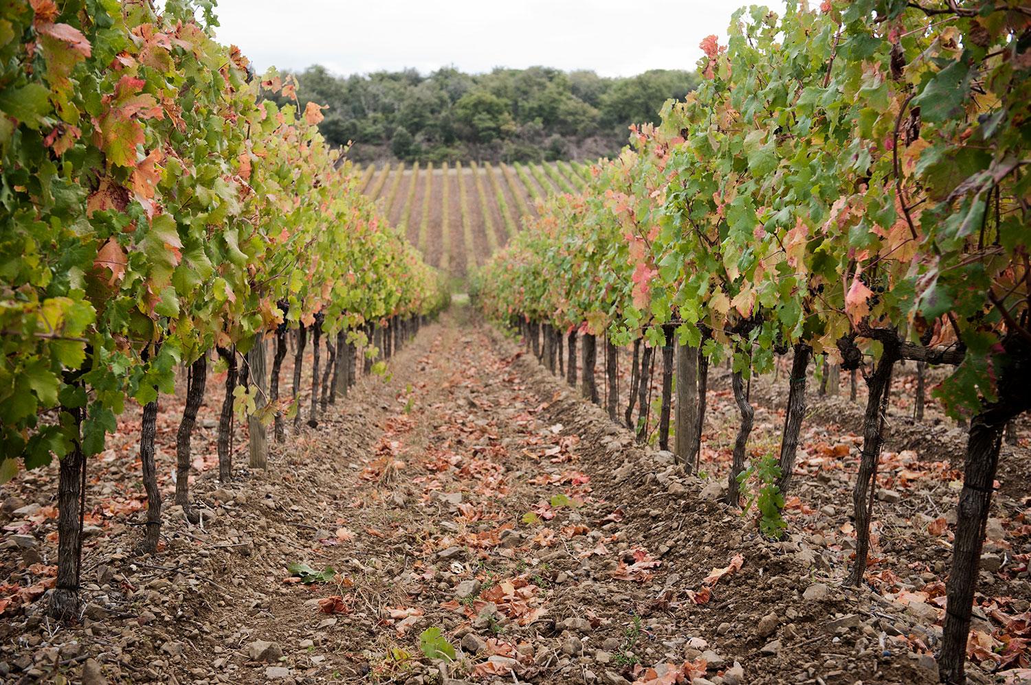 Borgo Scopeto, Toscana, Vino, Stile, Albergo, Rustico, Chianti