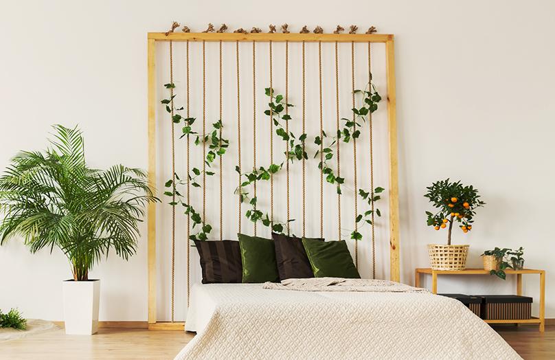 5 x planten voor een betere nachtrust