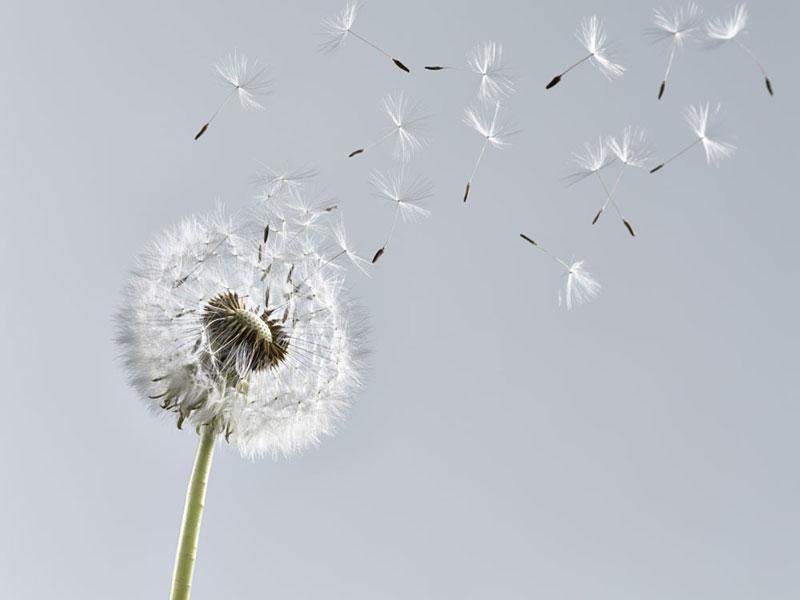 Entspannungstipps Pusteblume