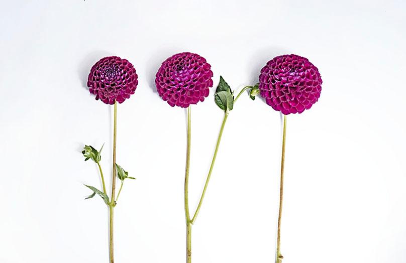 Las flores más bonitas del otoño