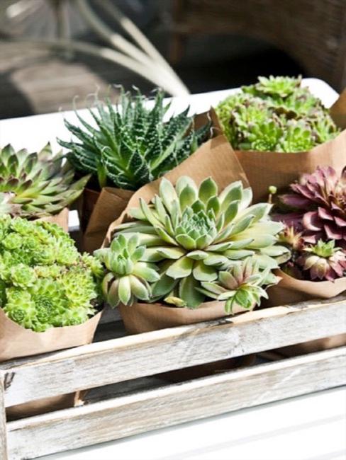 Piante grasse Piantine grasse succulenti