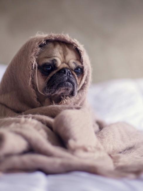 Gestire lo stress Cagnolino con coperta