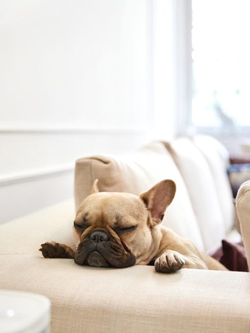 Power Nap Cagnolino che dorme