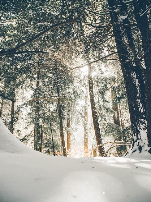 Winter blues Foresta con alberi innevati