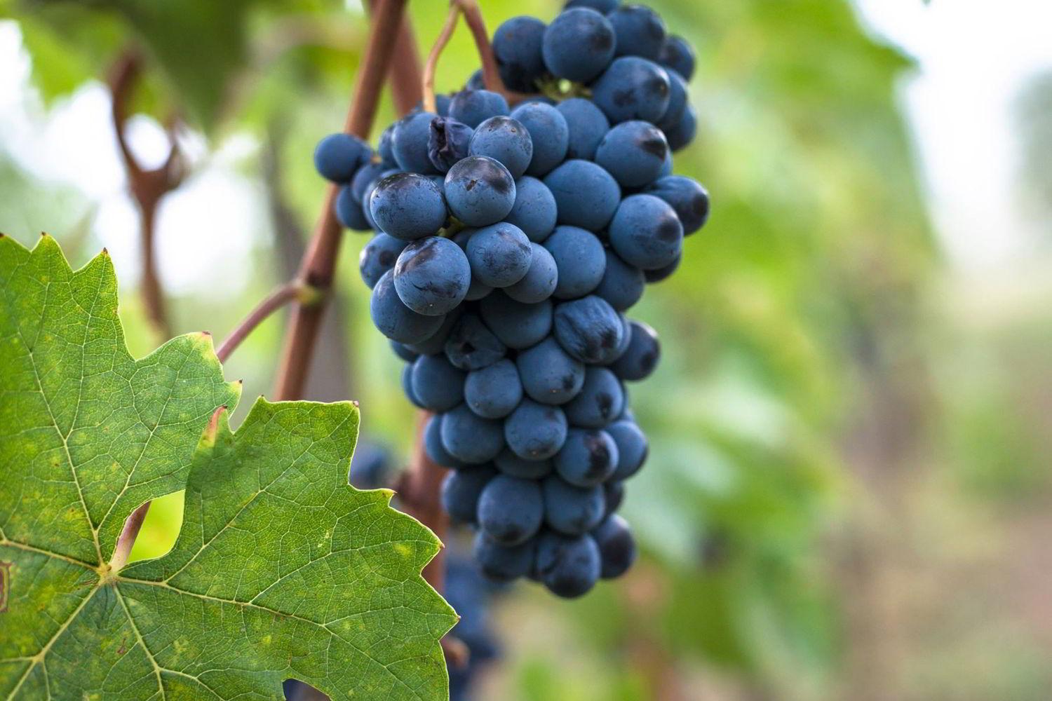 Dalani, Vino, Autunno, Decorazioni, Living, Passione