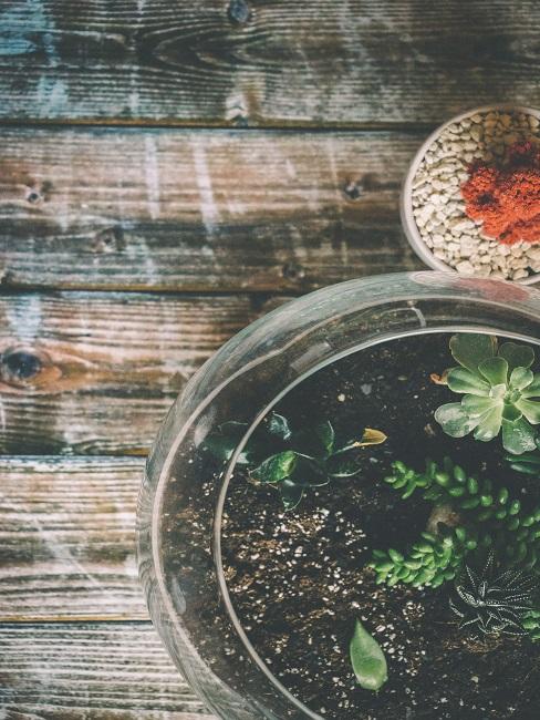 Pflanzen Terrarium Kleines rundes Pflanzen Terrarium von oben auf einem Holztisch