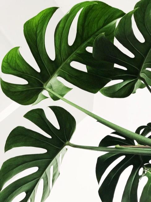 Monstera Dettaglio pianta Monstera