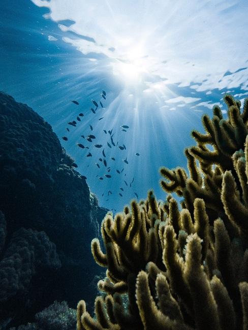 Unterwasseraufnahme mit kleinen Fischen und grünen Korallen und Sonnenlicht.
