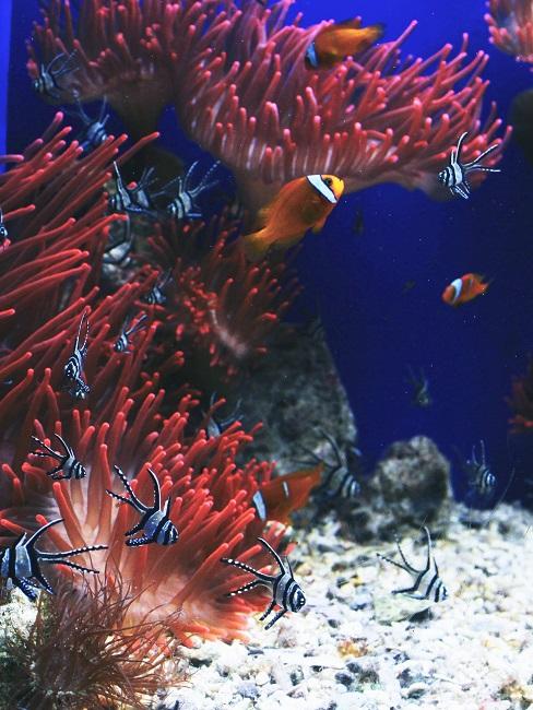 Rote Fische unter Wasser mit roten Korallen.