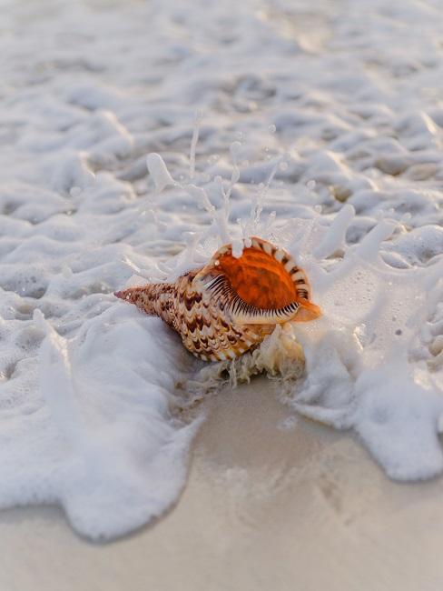 Eine Muschel am Strand wird von einer Welle überspült.