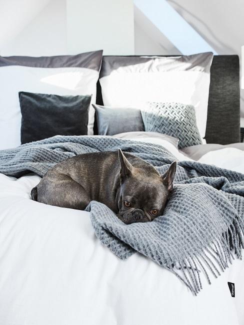 Hund auf einem Bett in grau-weißem modernen Stil