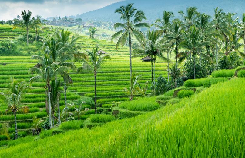 Bali, paraíso en la tierra
