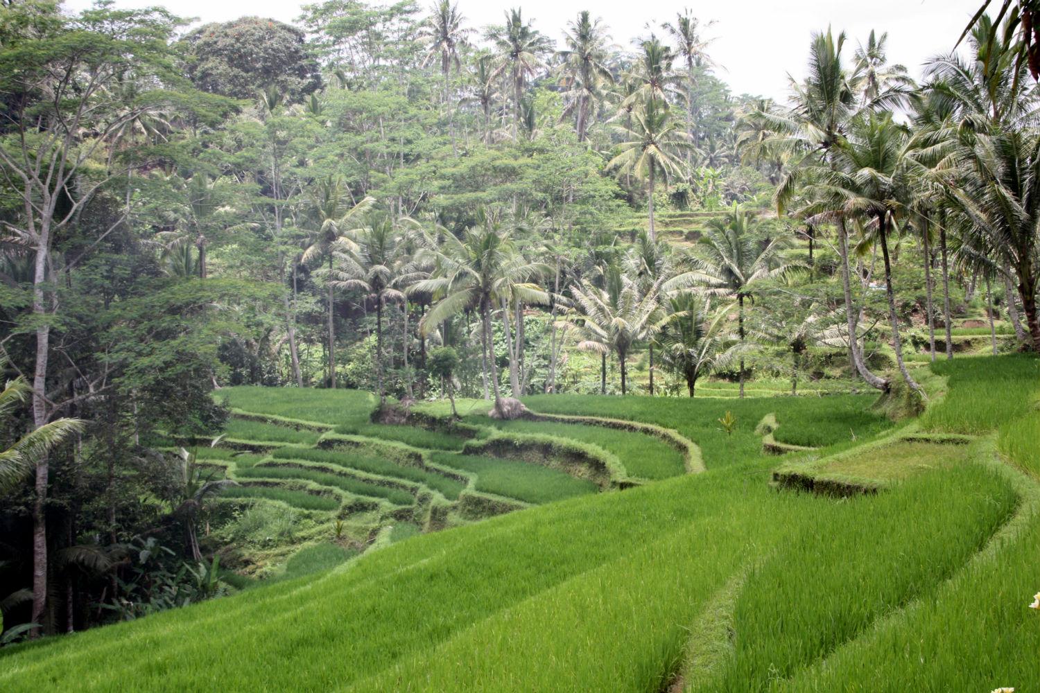Westwing, Bali, Colori, Natura, Oriente, Relax, Spiagge