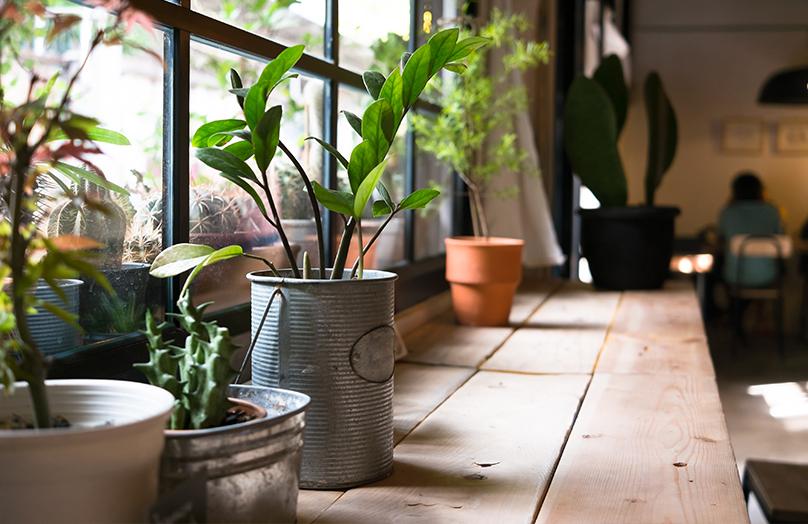 Mayra's botanische hotspot: indoor garden
