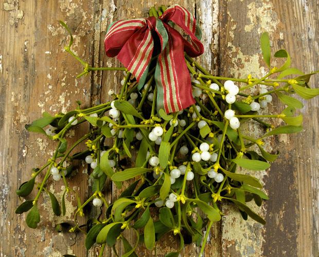 Weihnachtsbrauch: Küssen unterm Mistelzweig