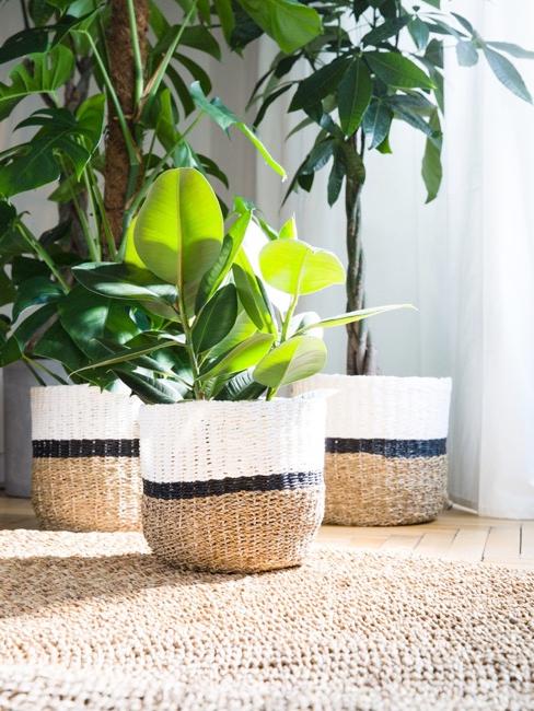 Différentes plantes en cache-pots rustiques