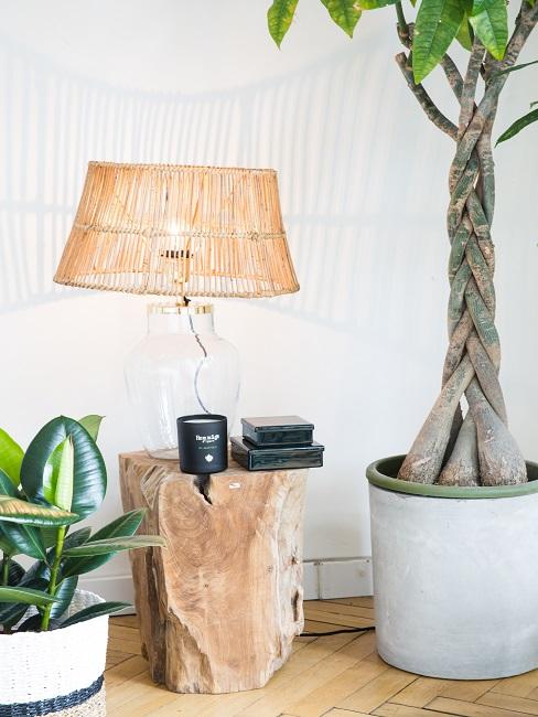 GroÃe Pflanze im Schlafzimmer