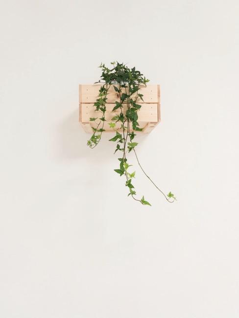 Estanterías para plantas Estanterías para plantas en una pared blanca