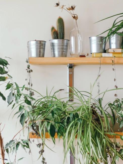EstanterÃa decorada con plantas
