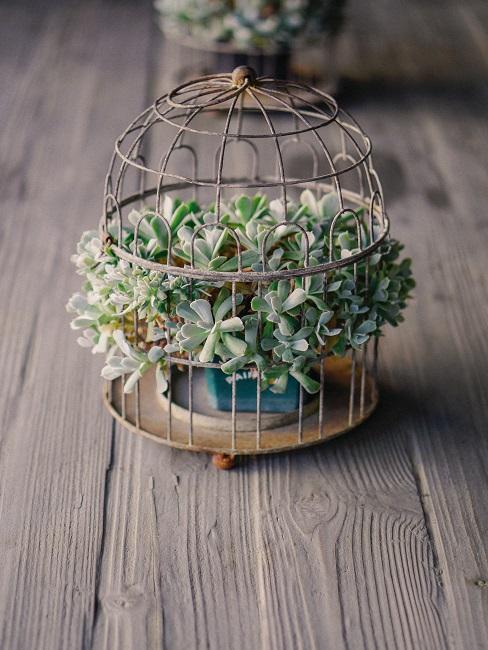 Pequeña jaula de pájaros decorativa con plantas suculentas