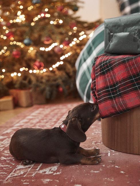 vivir-con-un-perro-en-un-piso-navidad Perro salchicha bebé mordiendo manta de la cama