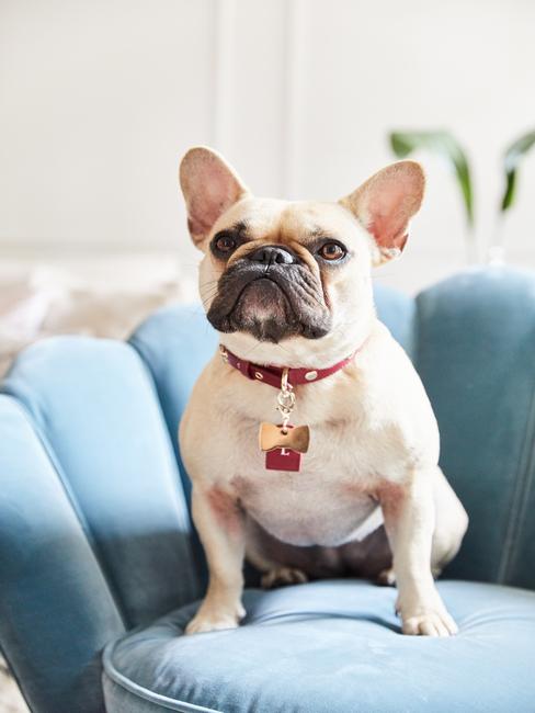 Chien dans un appartement Bulldog assis sur un fauteuil bleu clair