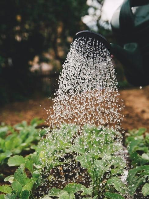 Orto in casa Orto in giardino: lavori in corso