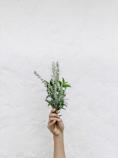 Brûler de la sauge Main tenant un baluchon de fleurs et de pétales de plantes divers