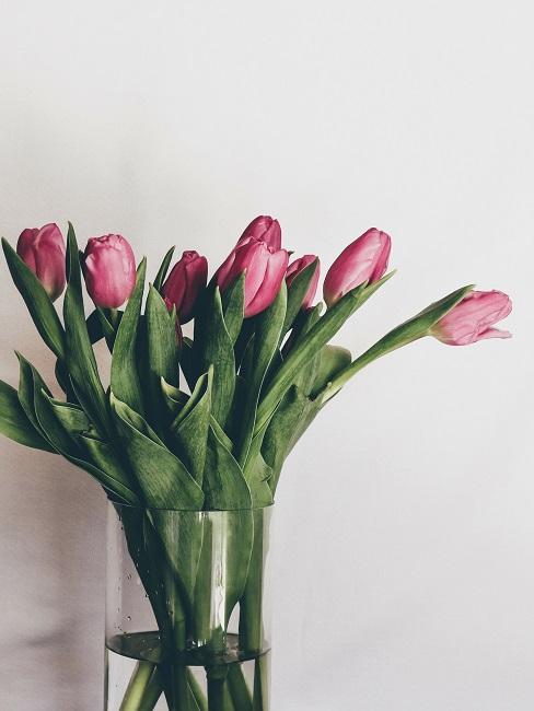 Rosa Tulpen in durchsichtiger Vase