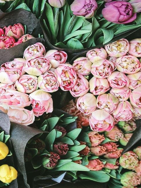 Nahaufnahme von Tulpen in verschiedenen Farben