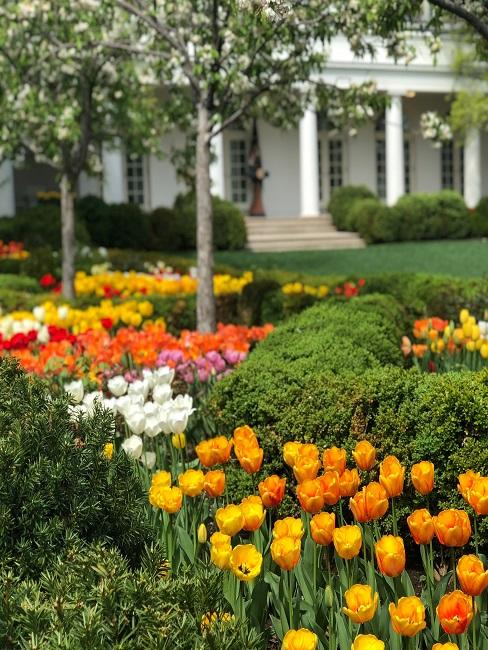 Tulpen in verschiedenen Farben im Garten