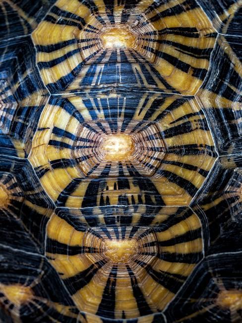 ecaille-de-tortue Gros plan sur une écaille de tortue
