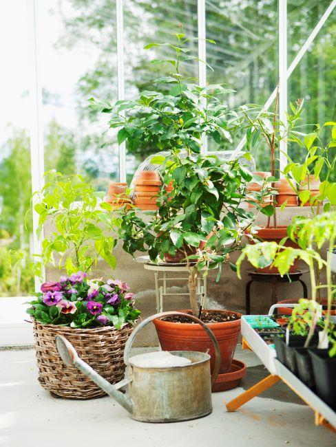 Plantes et arrosoir sur un balcon