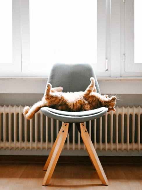 Come riscaldare casa Gatto al calduccio
