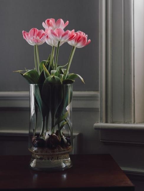 Tulipani in vaso Tulipani in vaso