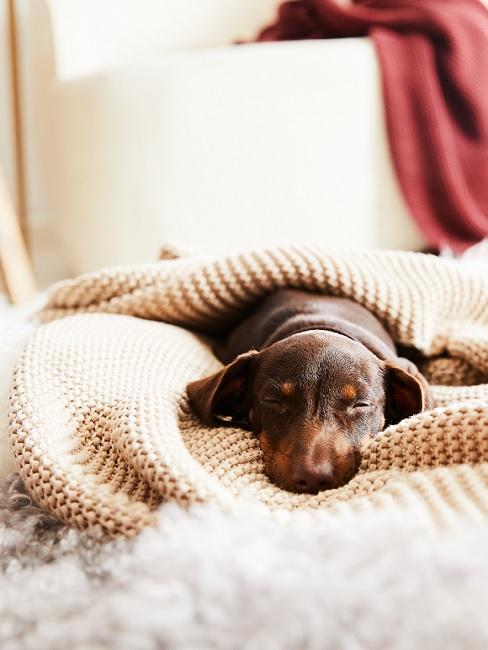 animali domestici animali domestici: bassotto che dorme avvolto in una coperta