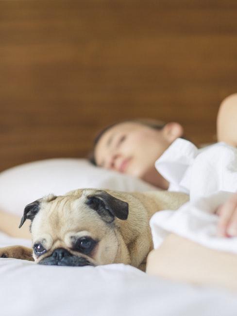 cosa fare quando ti annoi carlino annoiato sul letto