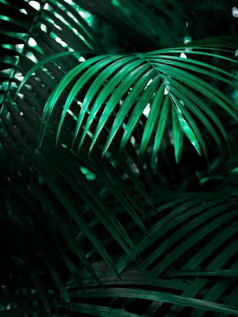 Tropische-tuin Groene plant
