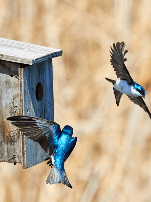 Vogelhuisje maken Vliegende vogels voor vogelhuis