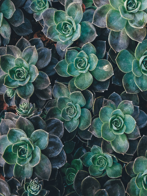 Moderne tuin Vetplant