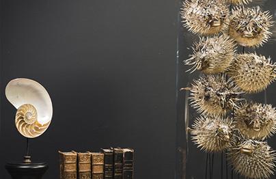 Curieux ce cabinet, non ? Rencontre avec les fondateurs d'Objet de Curiosité