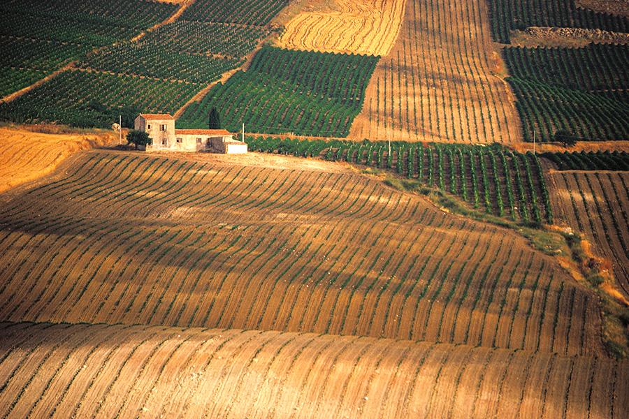 Vino, Dalani, Sicilia, Made-in-Italy