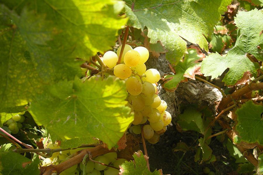 Vino, Sicilia, Made-in-Italy, Mediterraneo, Dalani