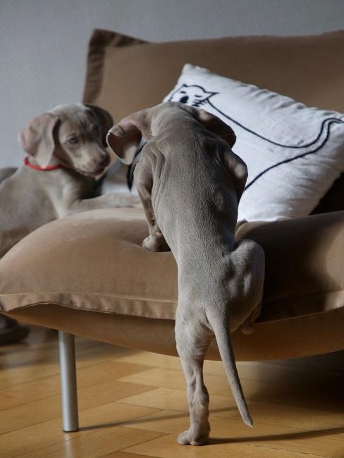 Sessel reinigen Zwei kleine Hunde klettern auf einen braunen Stoffsessel mit weißem Kissen, der danach gereinigt werden sollte
